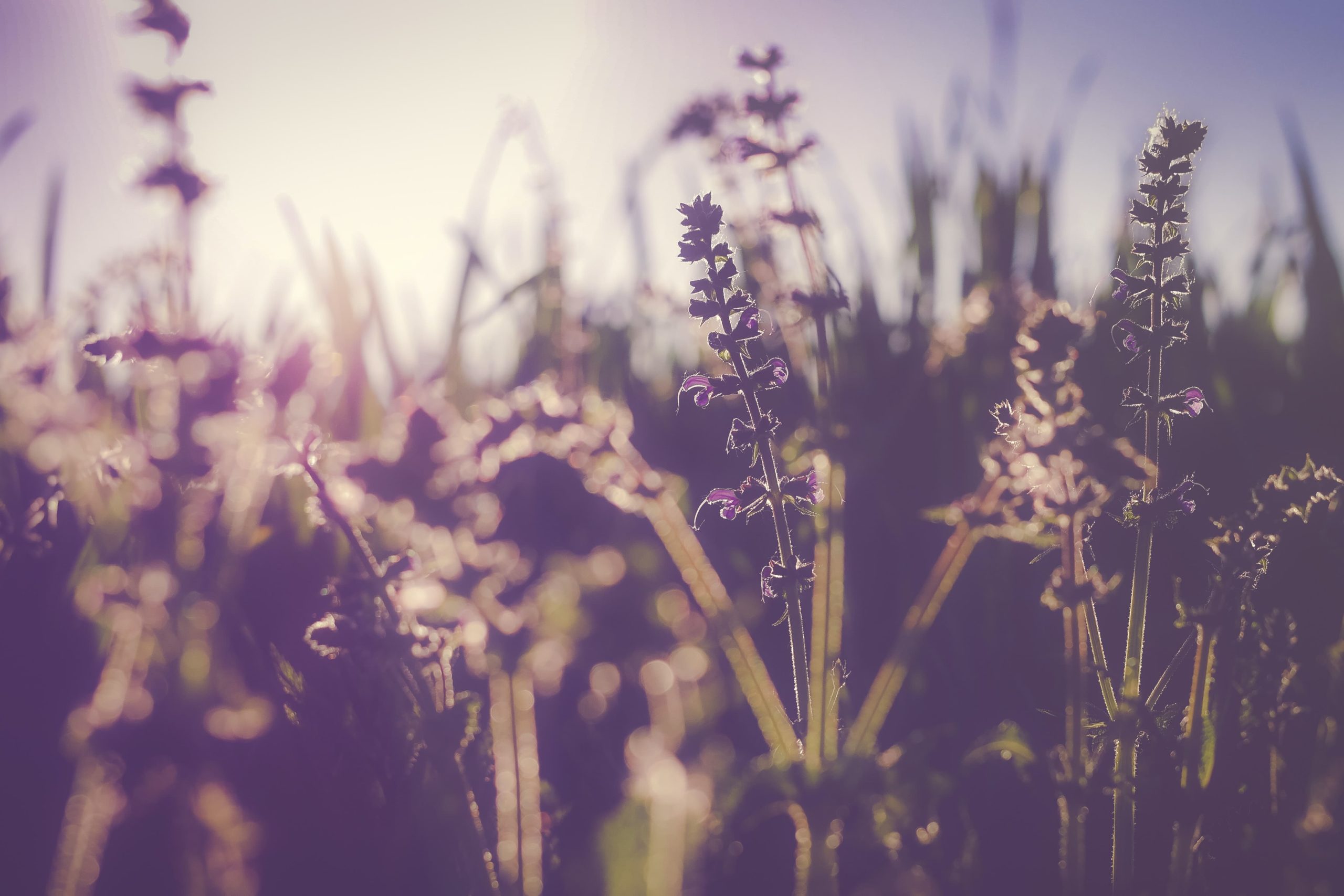 Alergia na pyłki roślin – wszystko, co musisz wiedzieć